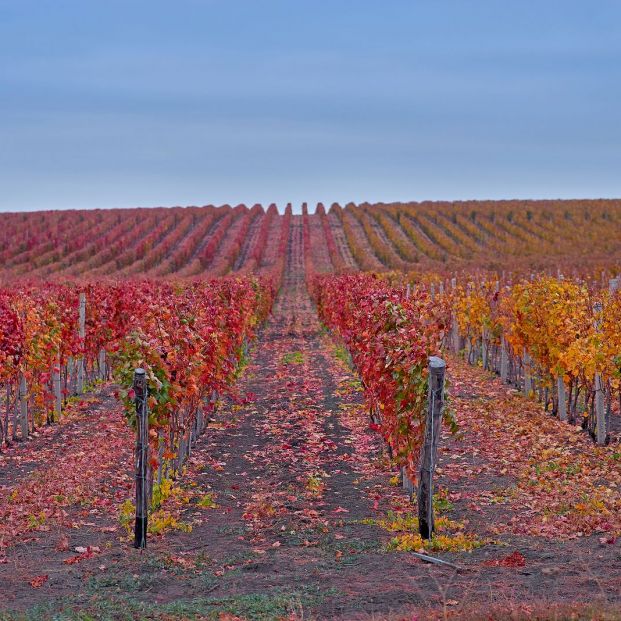 ¿Alguna vez has oído hablar de los vinos ecológicos, naturales y biodinámicos?