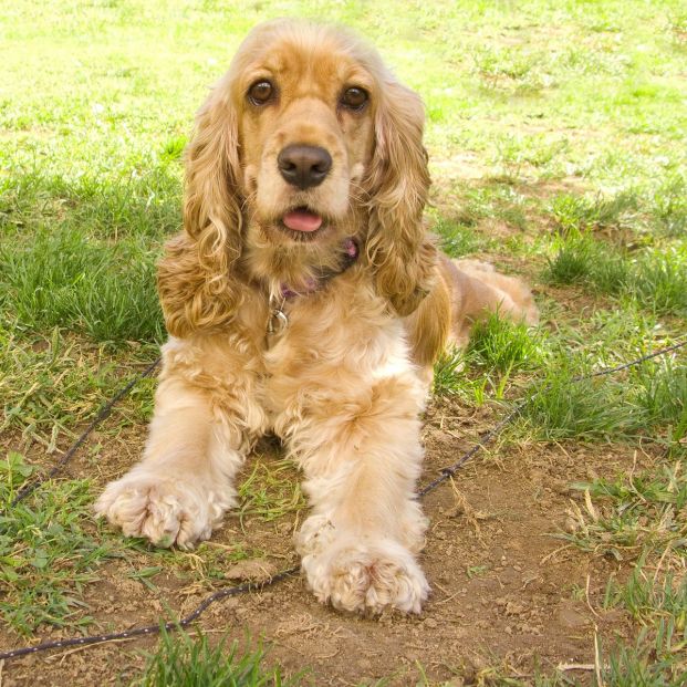 bigstock Cute American Cocker Spaniel P 17878613