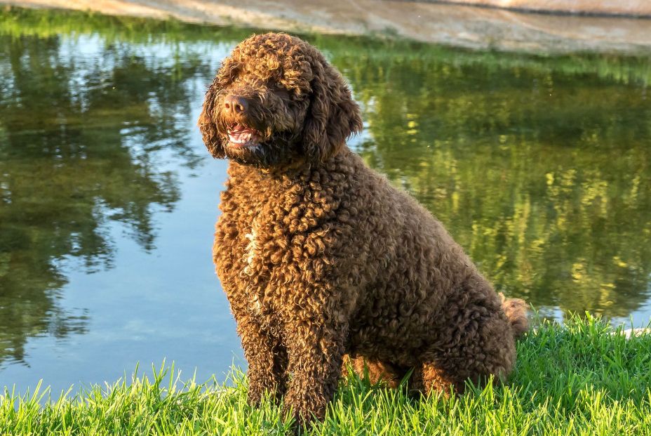 bigstock Brown Spanish Water Dog On Gre 366676513