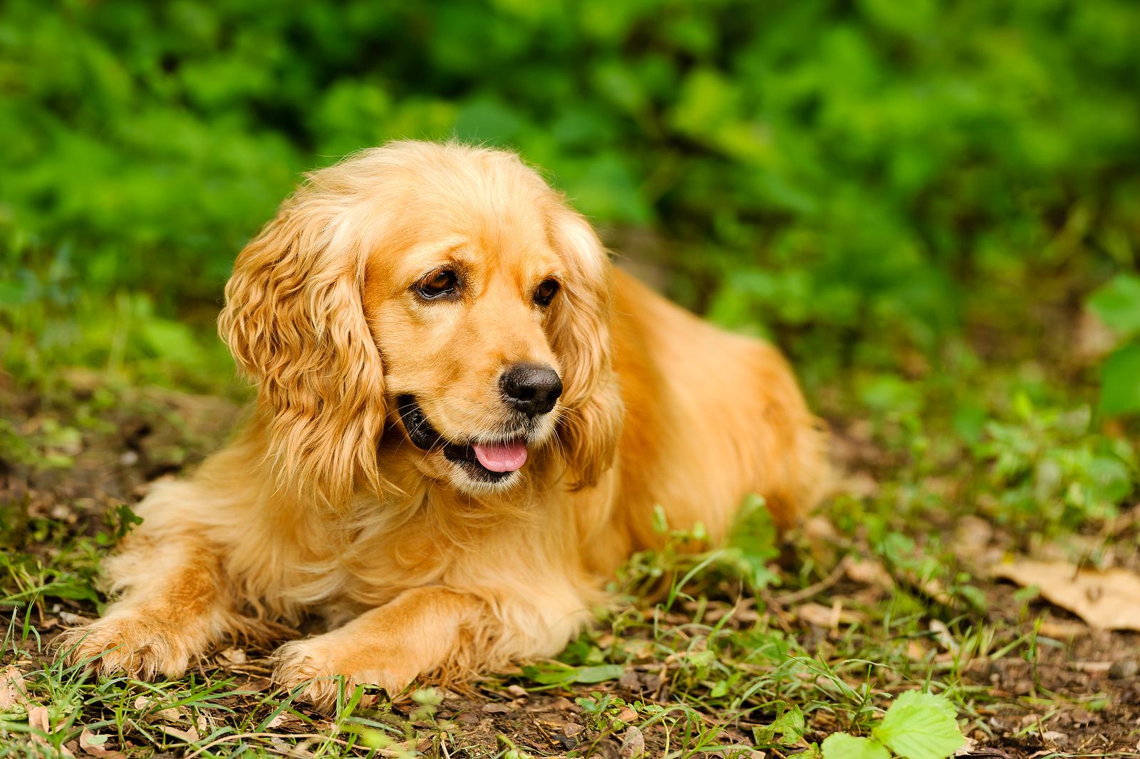 5 razas de perros tranquilos para quienes buscan calma en casa