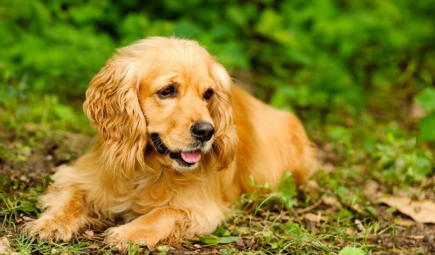 5 razas de perros tranquilos para quienes buscan calma en casa