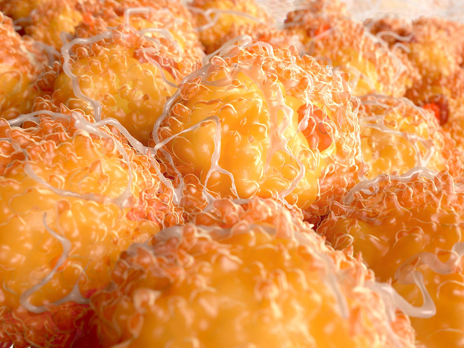 Descubren cómo mantener activa la grasa buena que protege el corazón durante el envejecimiento. Fuente: bigstock.