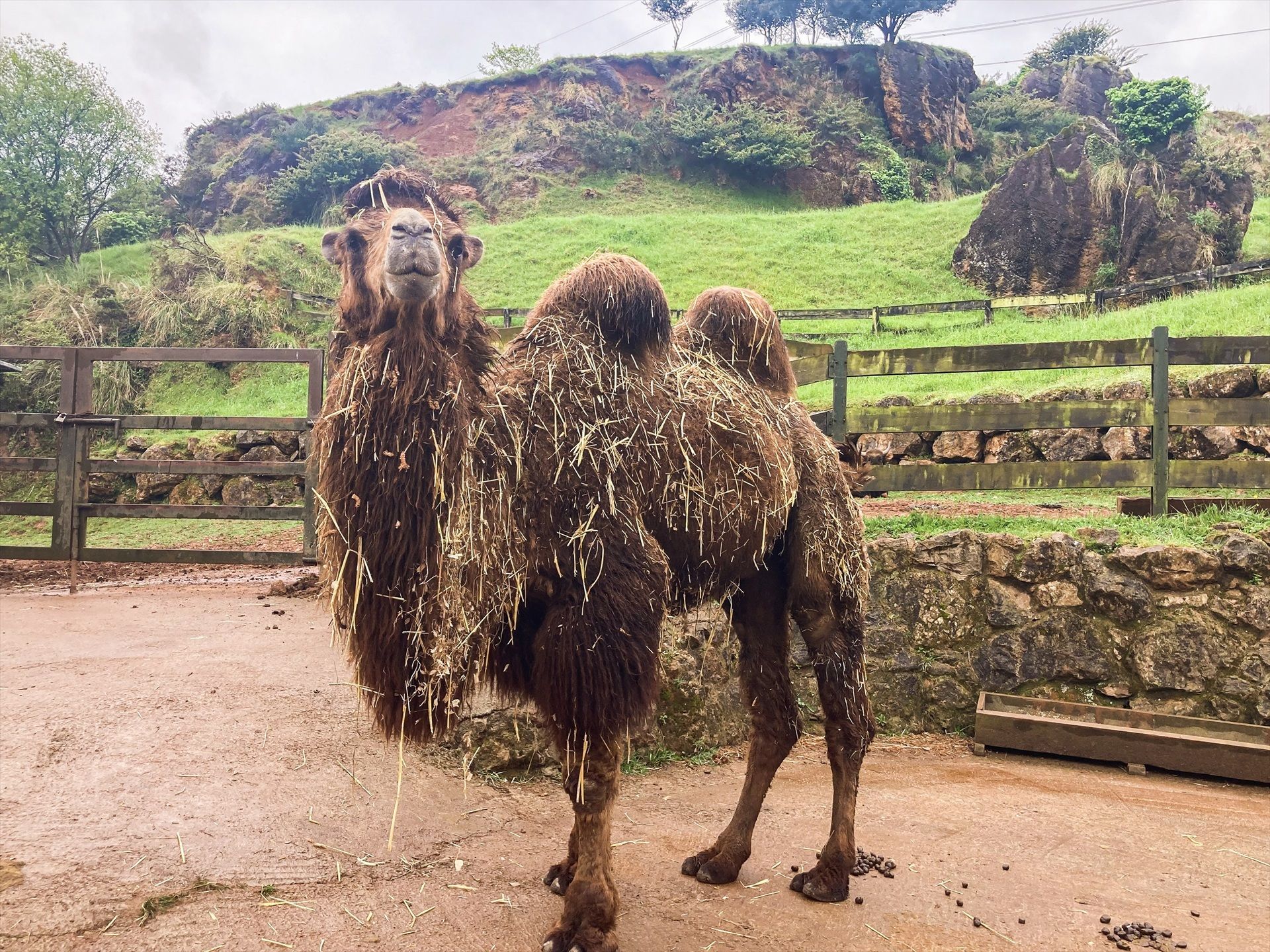 Por qué los camellos y las llamas podrían ser claves en la lucha contra el alzhéimer