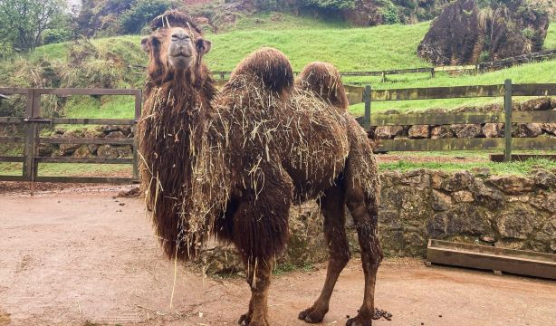 Por qué los camellos y las llamas podrían ser claves en la lucha contra el alzhéimer