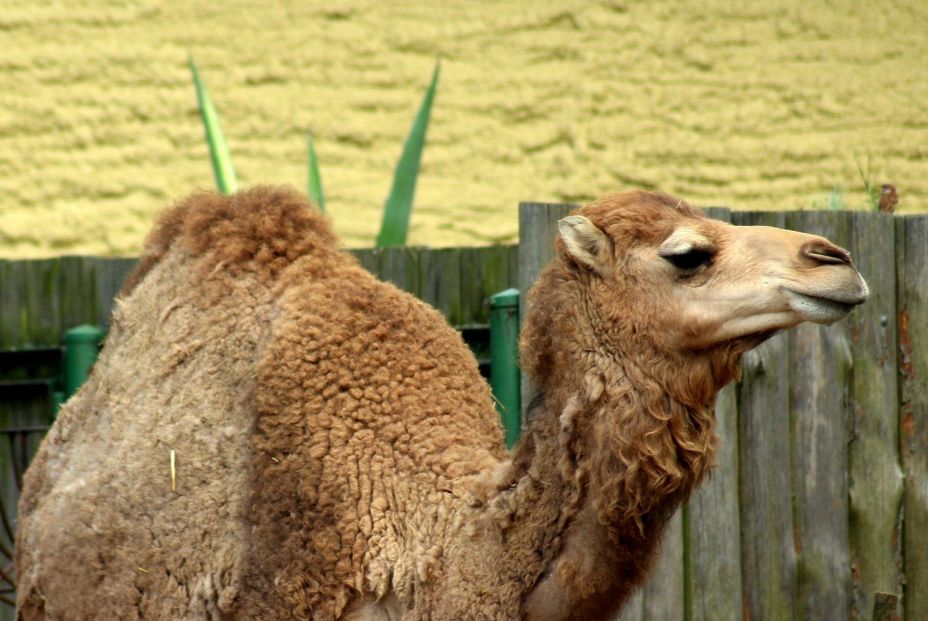 Investigadores evaluarán la eficacia de terapia génica con nanoanticuerpos de camélidos contra la EH. Fuente: CSIC /EuropaPress. Investigadores evaluarán la eficacia de terapia génica con nanoanticuerpos de camélidos contra la EH. Fuente: CSIC /EuropaPress.