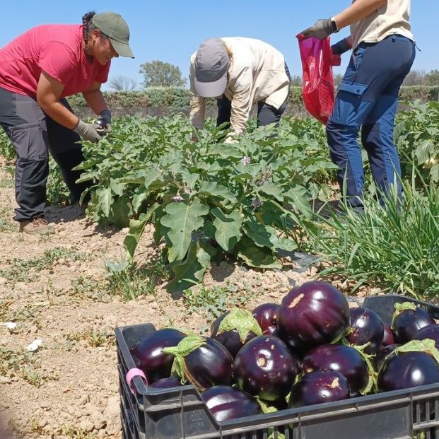 El invernadero del IMIDRA en Arganda del Rey, donde cultivan hortalizas sin tierra, cumple 25 años. Foto: IMIDRA