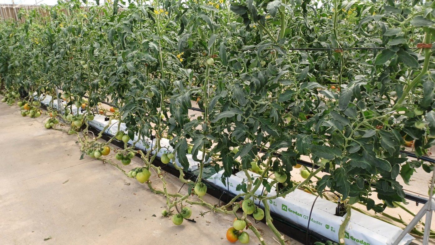 El invernadero del IMIDRA en Arganda del Rey, donde cultivan hortalizas sin tierra, cumple 25 años. Foto: IMIDRA
