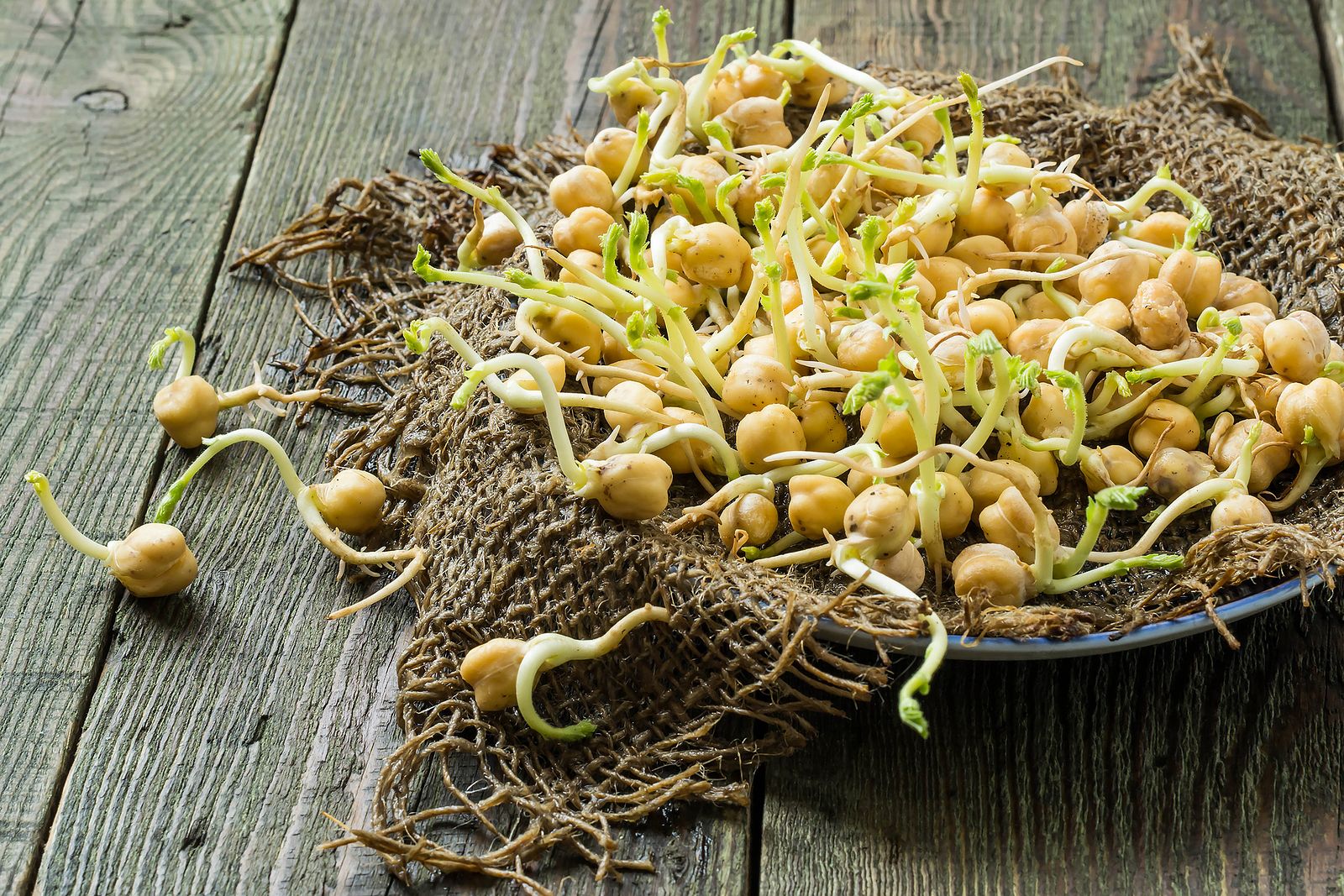 Germinados (bigstock)