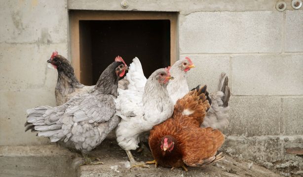 Epidemia de gripe aviar: el Gobierno confina todas las granjas de aves de cría de España
