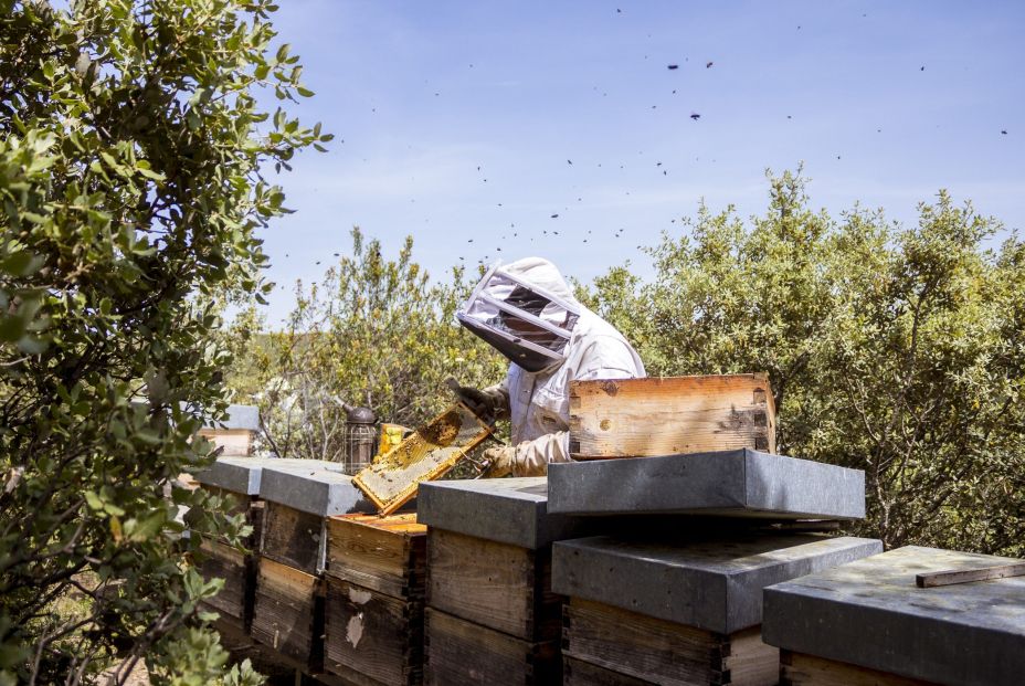 MIEL ANTONIO SIMON CAEM 10 scaled