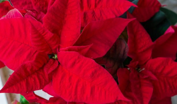 Compra ya tu flor de Pascua si quieres que dure toda la Navidad. Foto: Bigstock. Compra ya tu flor de Pascua si quieres que dure toda la Navidad. Foto: Bigstock.