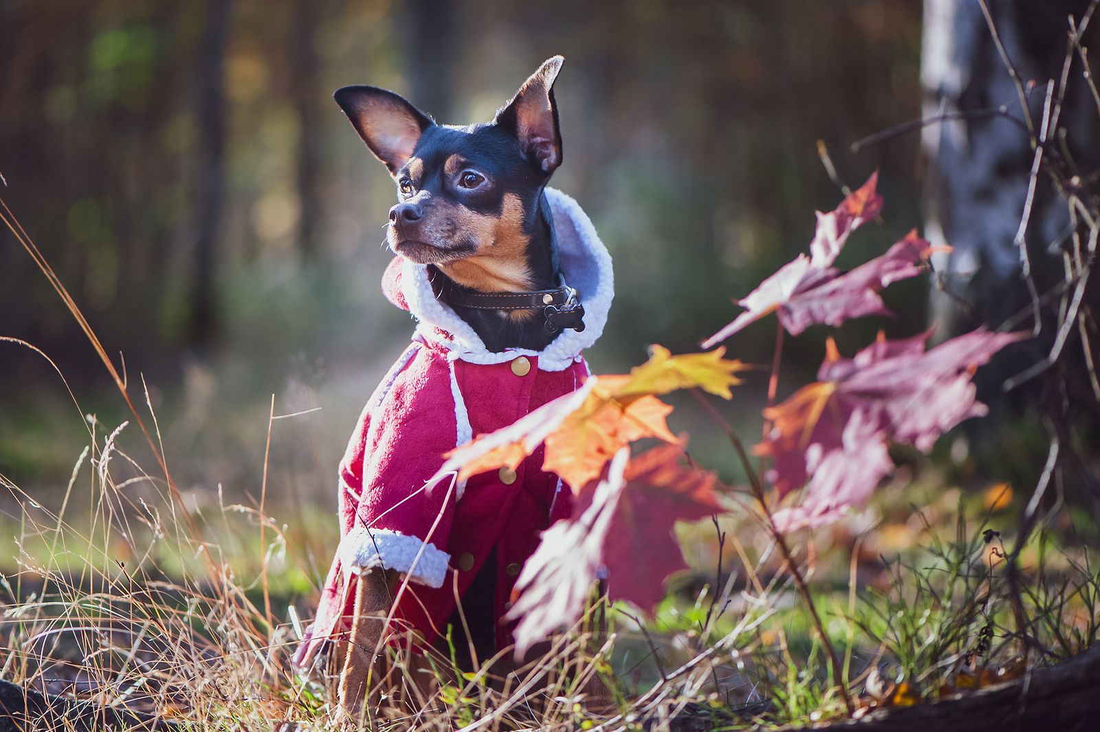 La veterinaria María Vetican sentencia: "Poner un abrigo a tu perro no es humanizarlo". Foto: Bigstock.