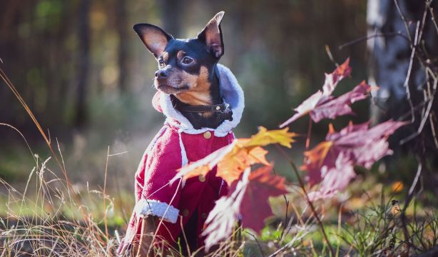 La veterinaria María Vetican sentencia: "Poner un abrigo a tu perro no es humanizarlo". Foto: Bigstock. La veterinaria María Vetican sentencia: "Poner un abrigo a tu perro no es humanizarlo". Foto: Bigstock.