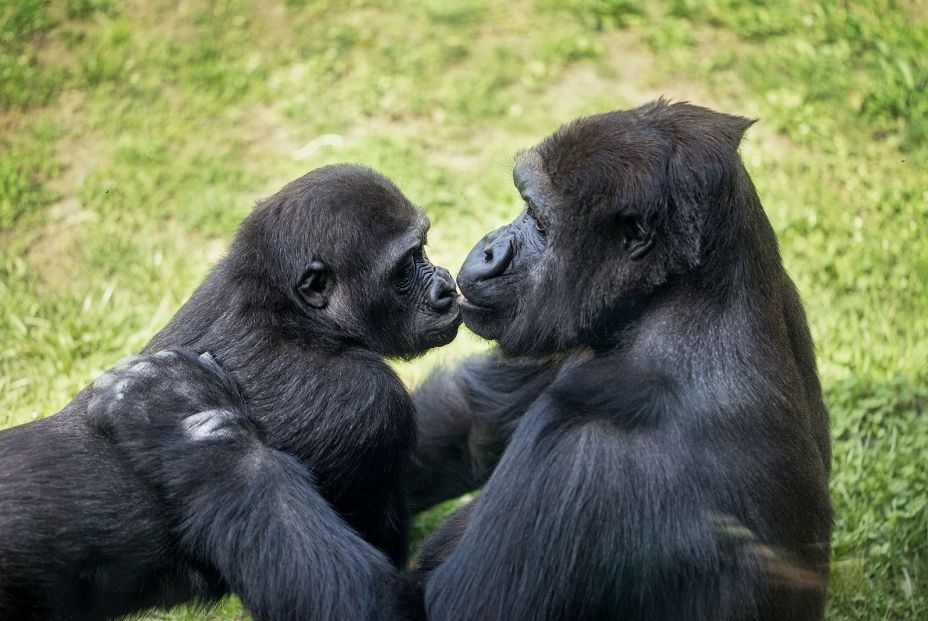 bigstock mother gorilla kissing her bab 65214976
