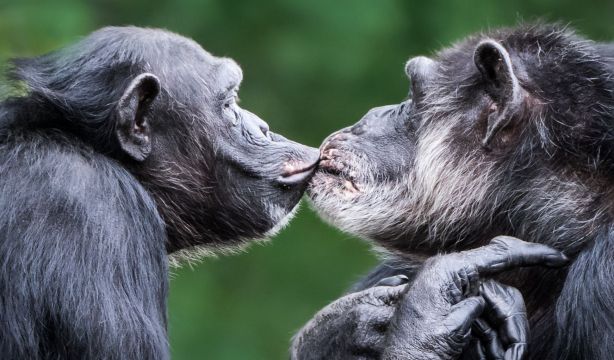 Descubren que los ancestros de los simios y los neandertales ya se besaban