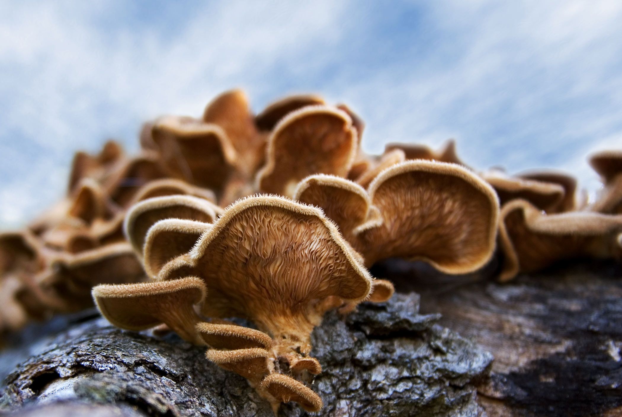 CRISPR transforma un hongo en una alternativa proteica más sostenible . Foto: Bigstock.