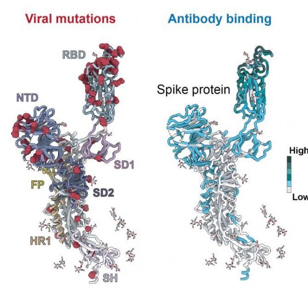 Modelo esquemático de la proteína espiga del SARS-CoV-2 que muestra las diferentes regiones (o dominios) asociadas con mutaciones virales conocidas y a las que los anticuerpos pueden reconocer y unirse. Estas incluyen áreas implicadas en la unión a células humanas y en la fusión del virus con ellas.