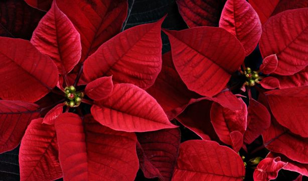 Esta es la alternativa a la flor de Pascua: más resistente y mantiene el color todo el año