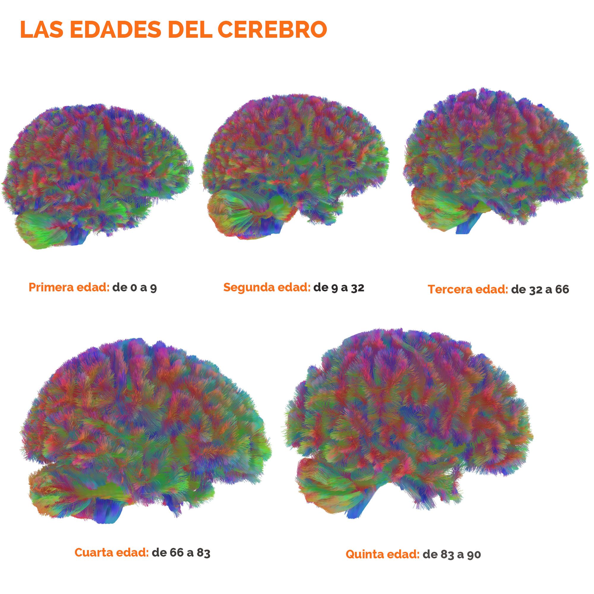 Edades Cerebro. Dr Alexa Mousley, University of Cambridge 