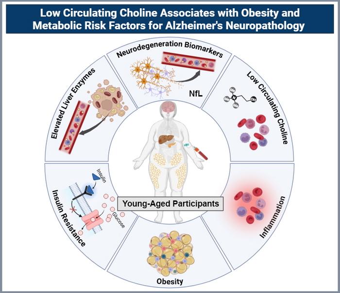 ste gráfico muestra cómo la obesidad en adultos jóvenes está relacionada con una mayor inflamación, estrés hepático, niveles bajos de colina y signos tempranos de lesión neuronal. ste gráfico muestra cómo la obesidad en adultos jóvenes está relacionada con una mayor inflamación, estrés hepático, niveles bajos de colina y signos tempranos de lesión neuronal.