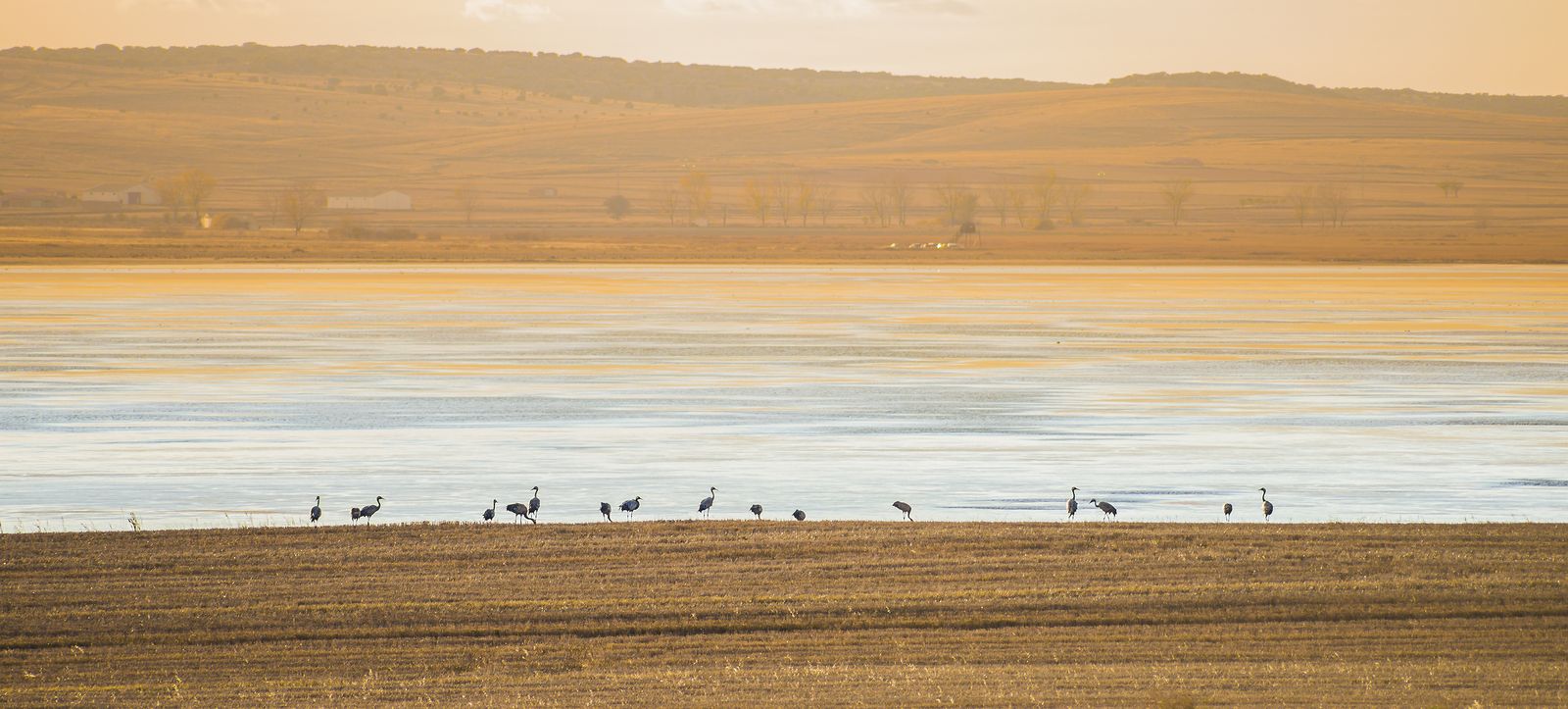 Un espectáculo de la naturaleza: la llegada de las grullas a la laguna de Gallocanta