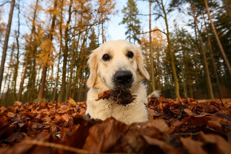 bigstock Young Golden Retriver Playing 347269282 bigstock Young Golden Retriver Playing 347269282