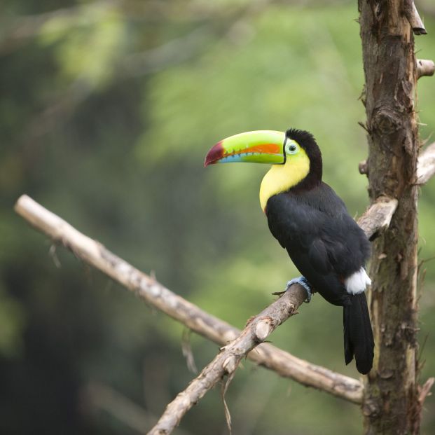 bigstock tocan 2303626