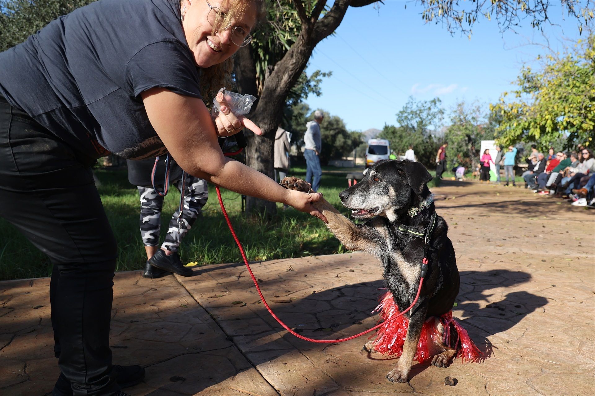Adoptar un perro sénior: amor en su mejor etapa. Foto: Europa Press.
