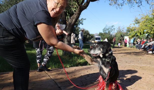 Adoptar un perro sénior: amor en su mejor etapa. Foto: Europa Press.