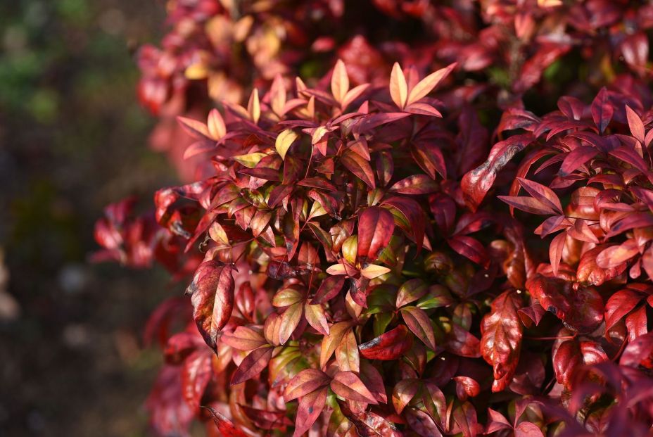 bigstock Nandina Otafuku nanten Berbe 446668193 bigstock Nandina Otafuku nanten Berbe 446668193