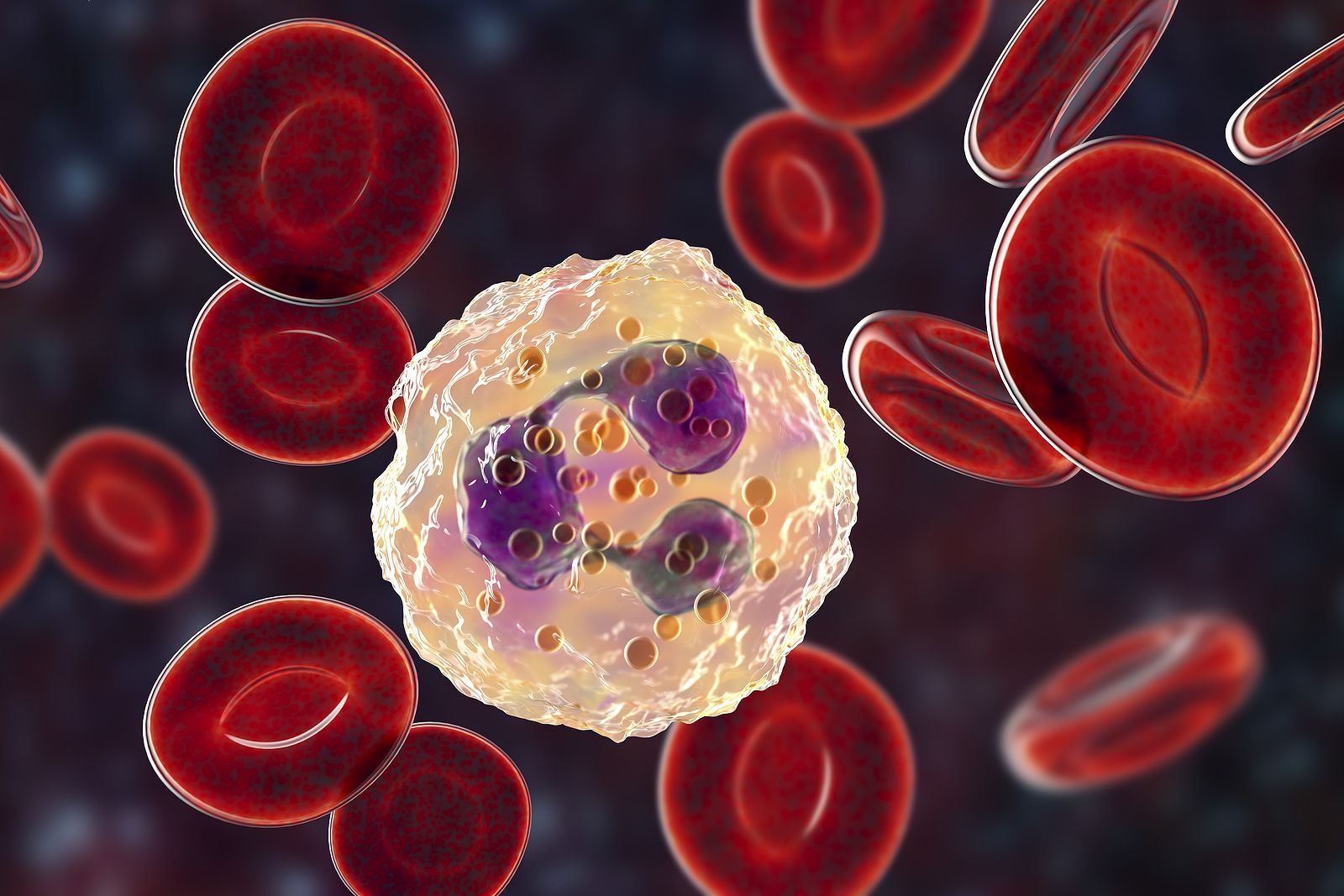 'NeuMap', el primer atlas que redefine el papel de los neutrófilos en la salud e infección