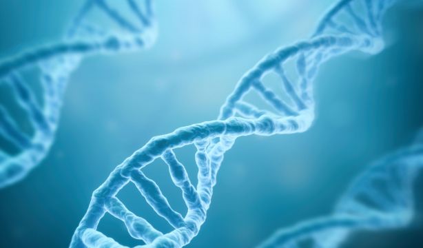 Genomas de 10.000 años del sur de África revelan nuevos datos sobre la evolución humana