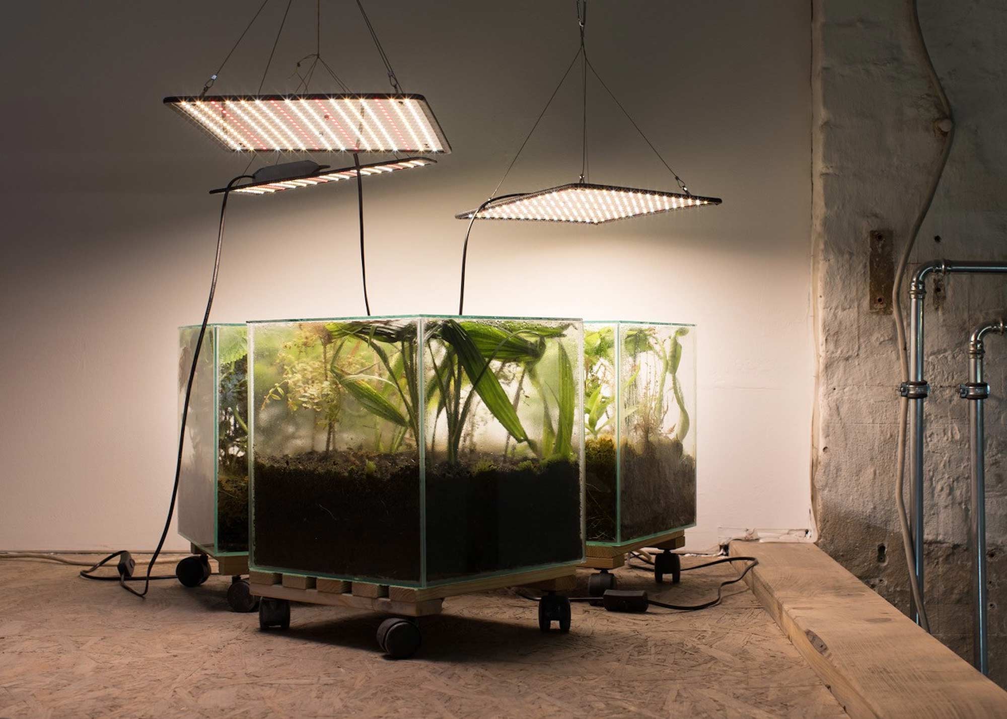 Isa Melsheimer Wardian Case, 2023 Vidrio, tierra, semillas y plantas (vista de instalación) Cortesía de la artista y Galerie Jocelyn Wolff, Paris © Isa Melsheimer, Bilbao 2025 Foto: Studio Isa Melsheimer