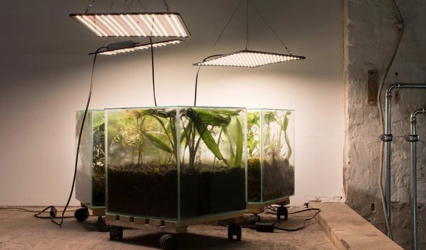 Isa Melsheimer Wardian Case, 2023 Vidrio, tierra, semillas y plantas (vista de instalación) Cortesía de la artista y Galerie Jocelyn Wolff, Paris © Isa Melsheimer, Bilbao 2025 Foto: Studio Isa Melsheimer