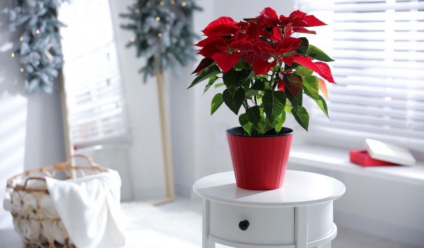 ¿Cada cuánto hay que regar la flor de Pascua? La respuesta está en la temperatura de tu casa