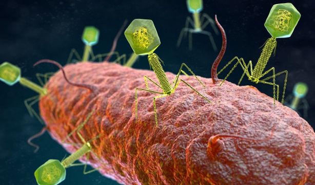 La fagoterapia resurge como alternativa contra las bacterias resistentes a antibióticos. Foto: Europa Press.