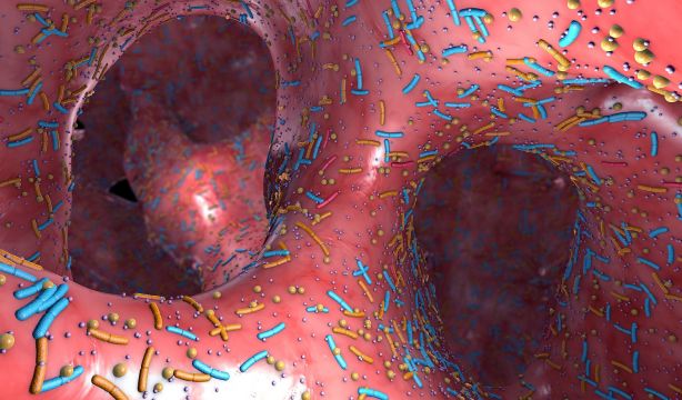 Tres elementos de la dieta para la salud de tu microbiota. (Bigstock)