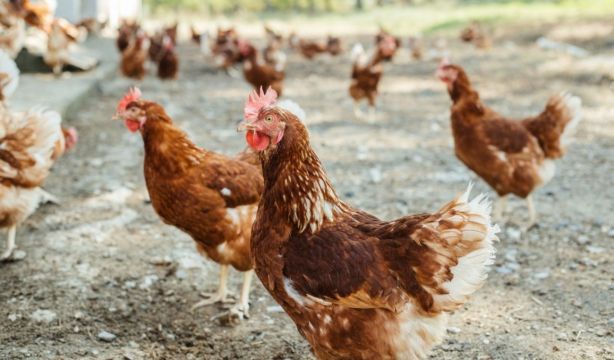 Huevos camperos sin campo: OCU alerta de un sobreprecio sin valor añadido. Fuente: Europa Press.