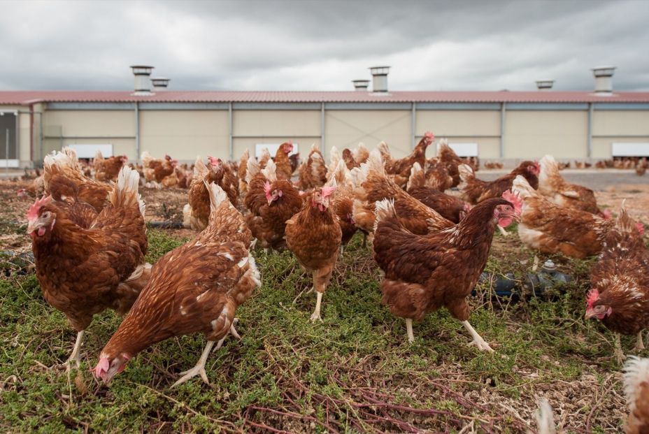 Los huevos etiquetados como "camperos" deberían corresponder a gallinas criadas al aire libre. Fuente: Europa Press.