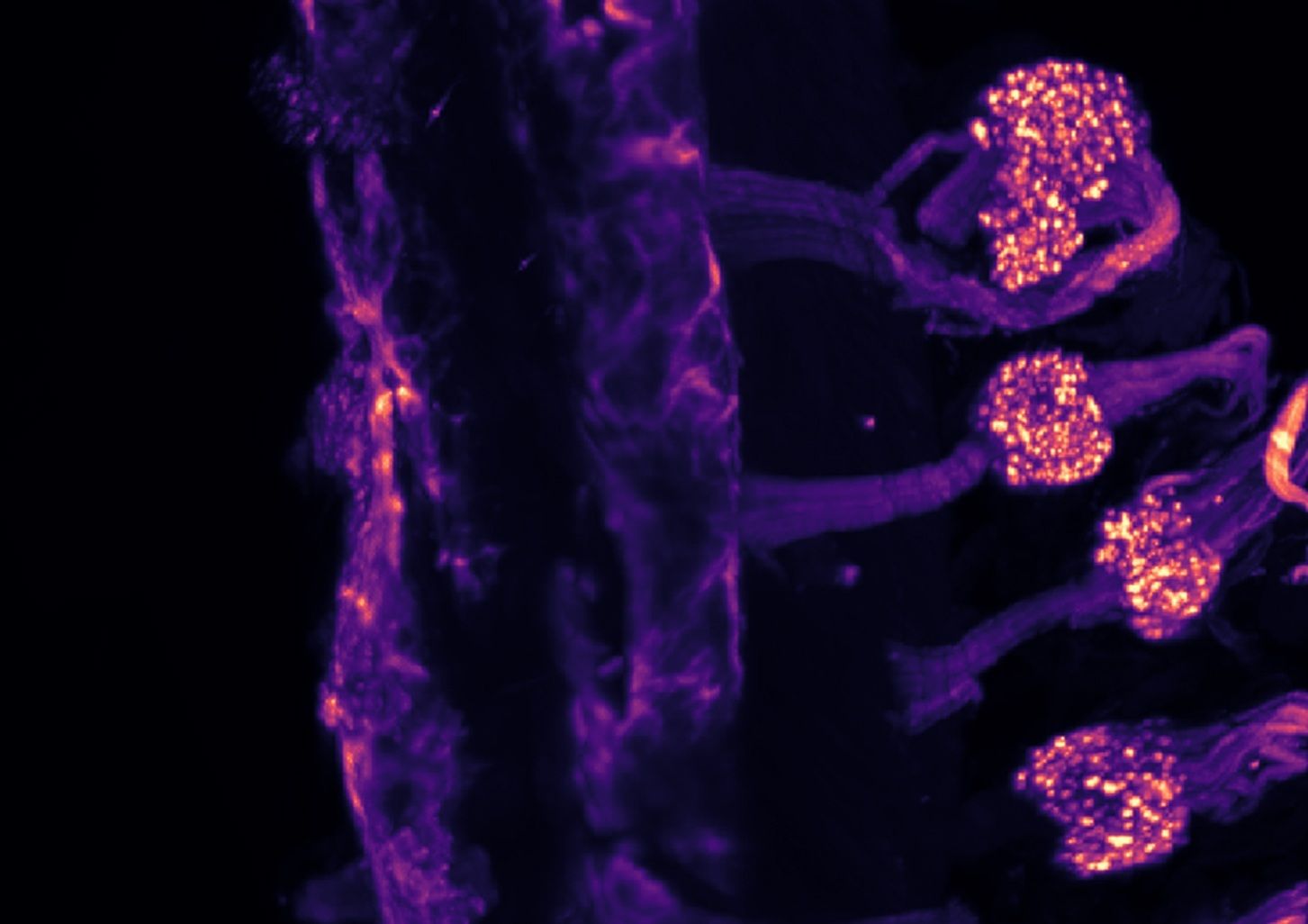 Así es el mapa oculto del frío en el cuerpo humano: sensores en la piel y en los órganos internos Foto: Europa Press.