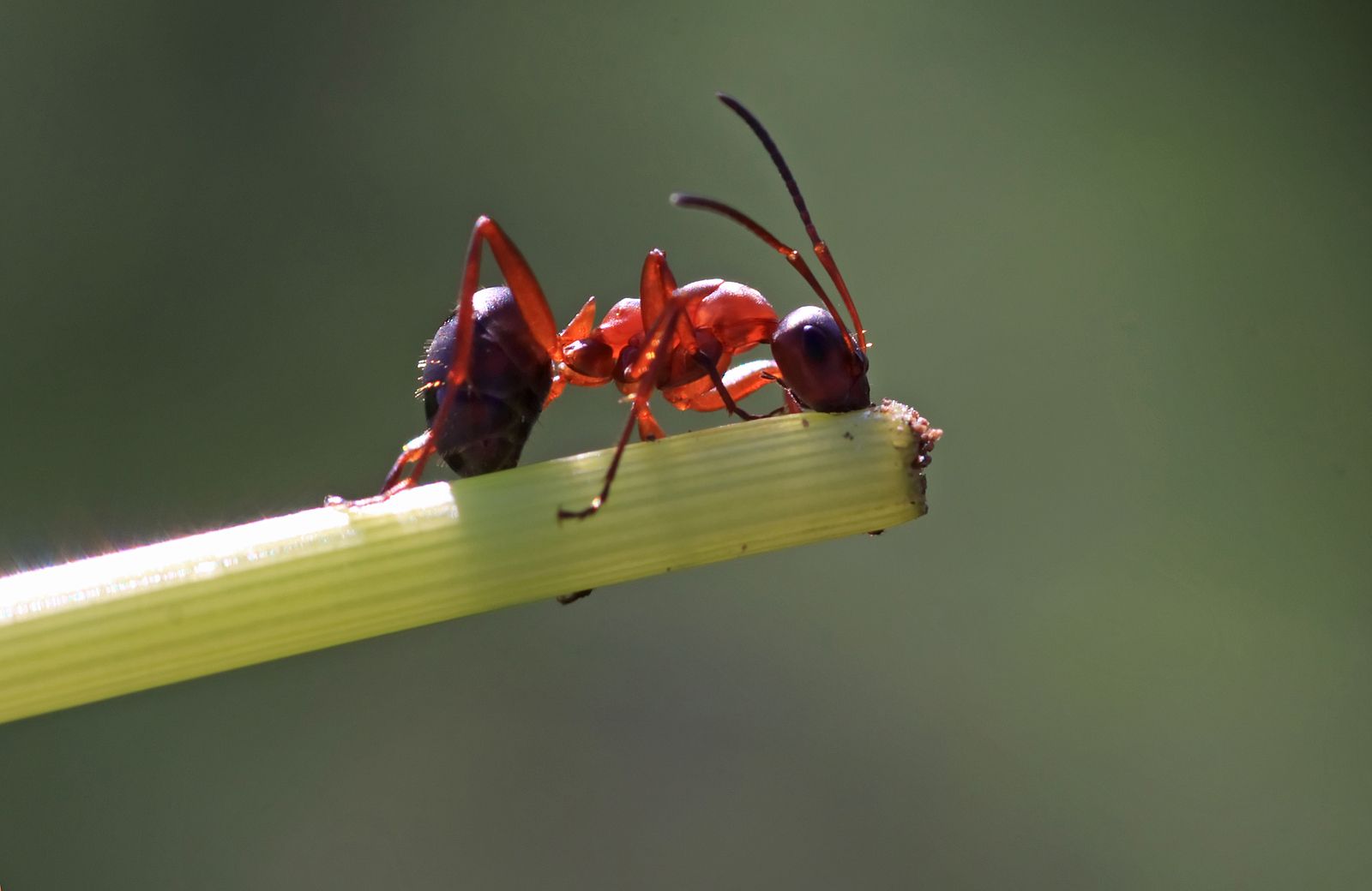 Las sociedades de hormigas surgieron al intercambiar la protección individual por el poder colectivo. Foto: Bigstock.