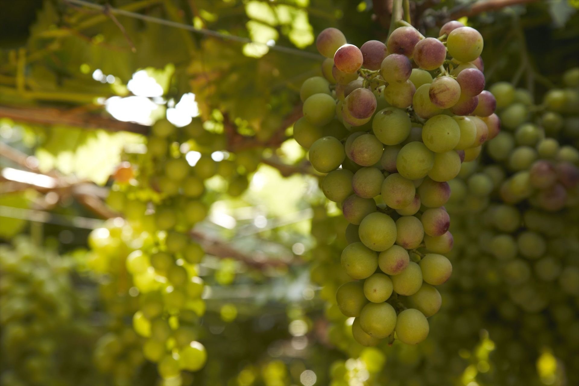 Un filtro hecho con residuos de uva elimina antibióticos del agua hospitalaria. Foto: Europa Press.
