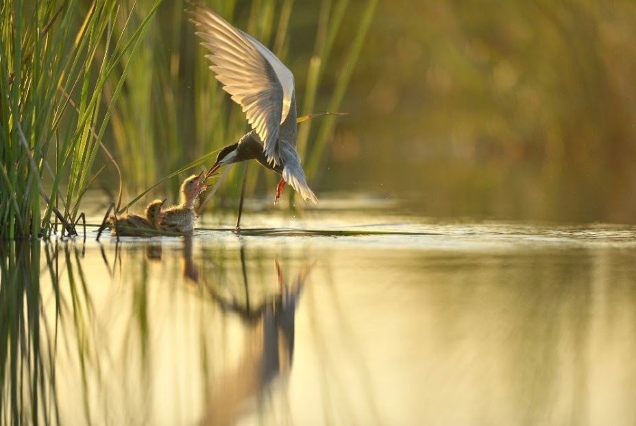 El marisma de Doñana es vital para miles de aves europeas y africanas. Fuente: Europa Press.