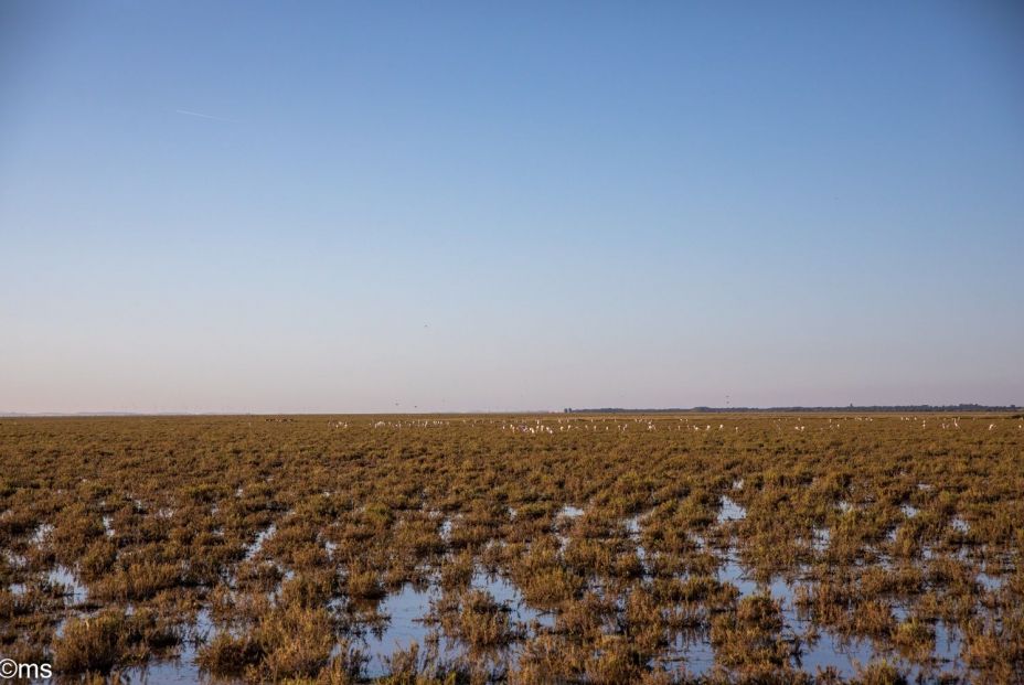 Imagen de la marisma de Doñana. Fuente: Europa Press.