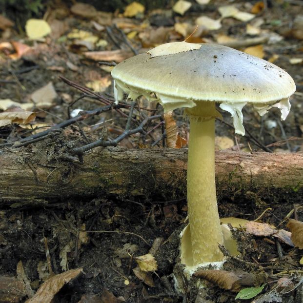 Amanita phalloides