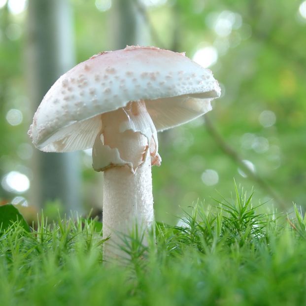 Amanita verna