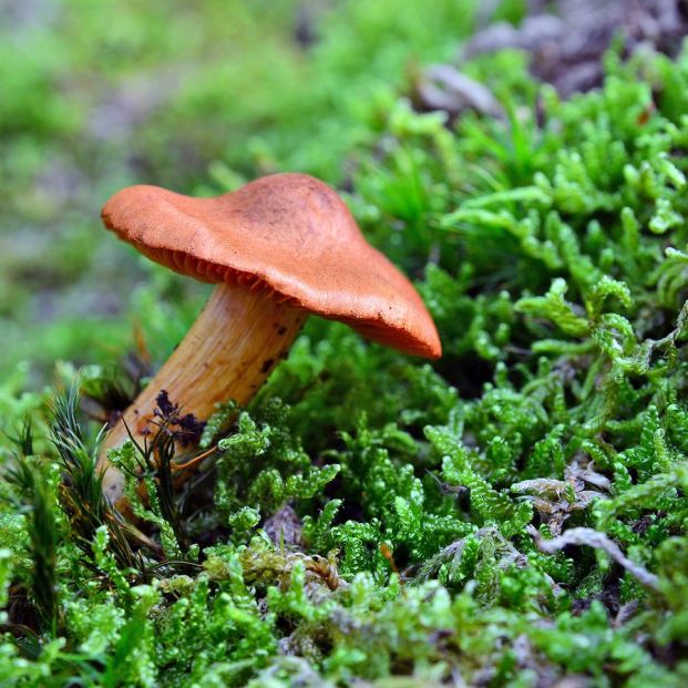 Cortinarius orellanus