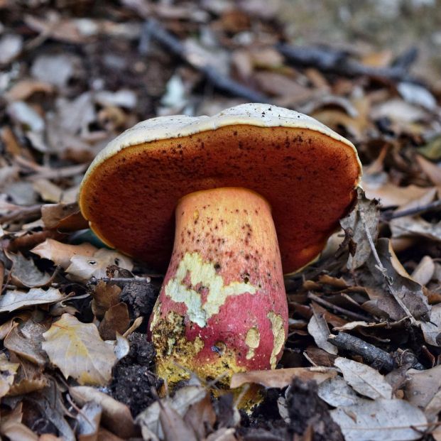 Boletus satanas