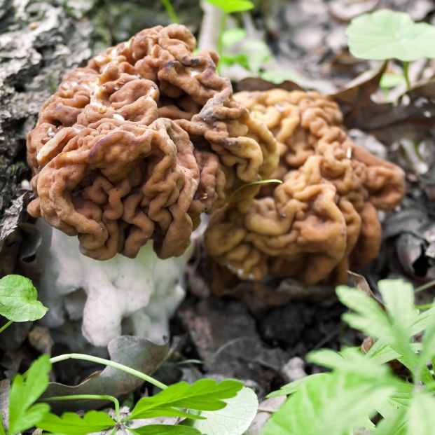 Gyromitra esculenta