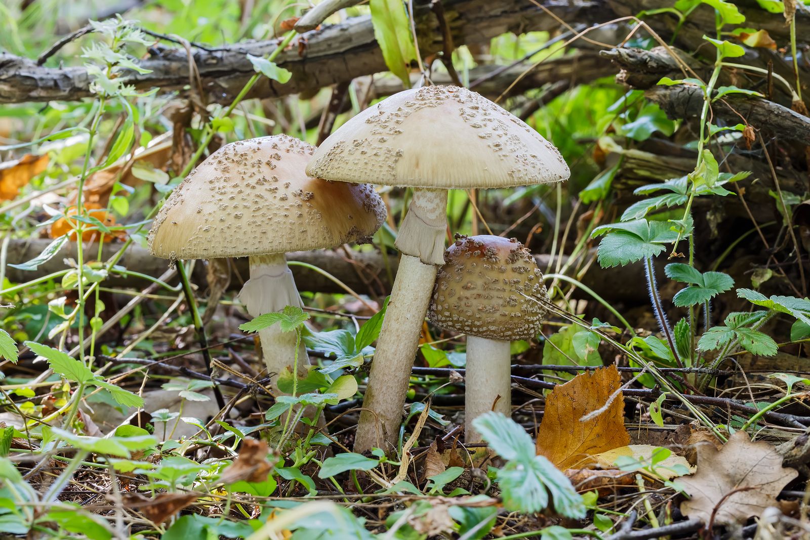 Setas venenosas que te puedes encontrar en los campos españoles; Amanita verna